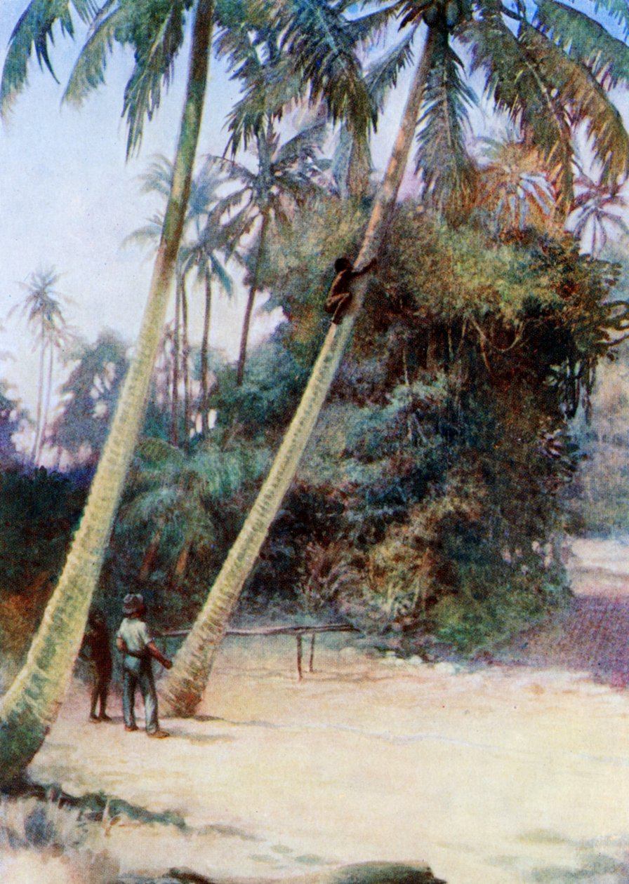التسلق بعد جوز الهند الأخضر ، 1908 بواسطة نورمان هاردي