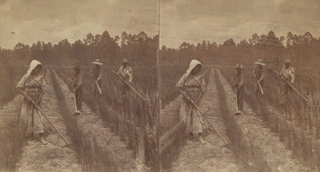 أرز العزق ، 1876-1888. بواسطة O. بيير هافينز