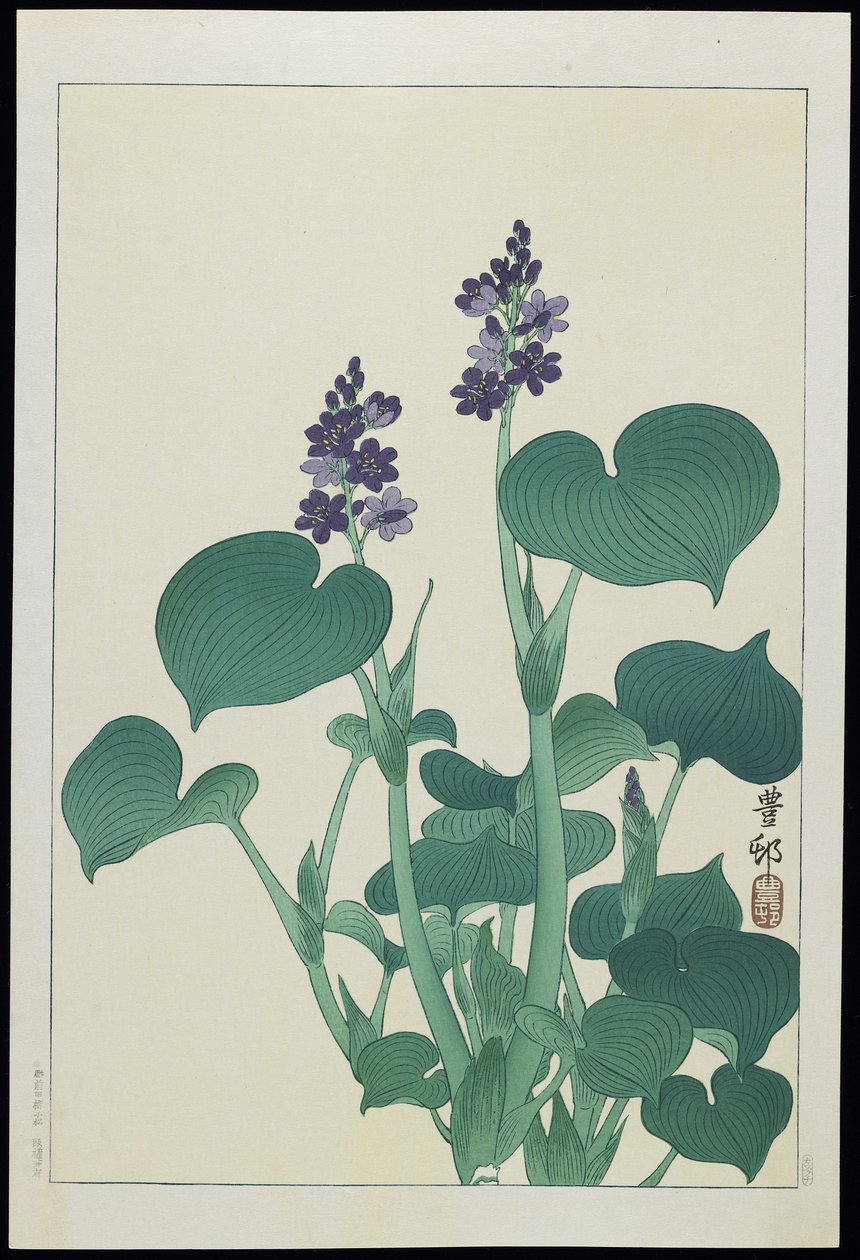 Water Hollyhock ، 1930s بواسطة اوهارا كوسون
