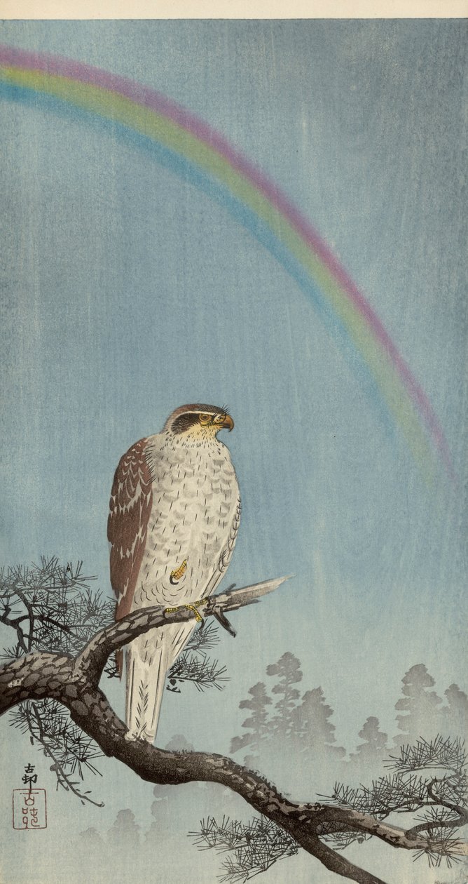 Goshawk on a pine tree with a rainbow above (colour woodblock print) بواسطة اوهارا كوسون