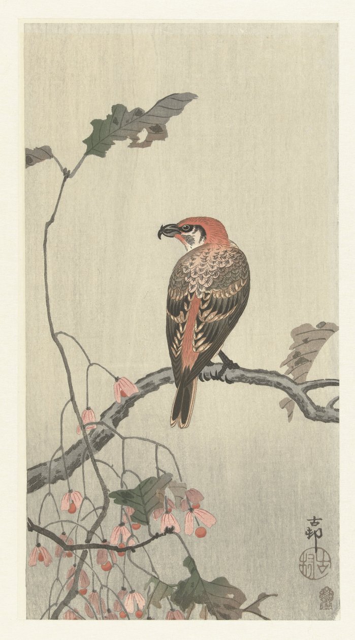 Crossbill على فرع شجرة بواسطة اوهارا كوسون