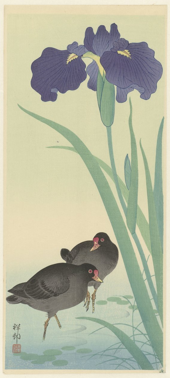 Moorhens والقزحية. بواسطة اوهارا كوسون