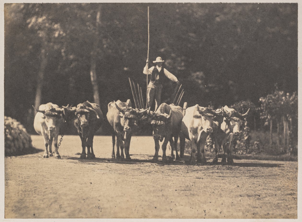 فريق Six Oxen مع سائقهم بواسطة أوليمب أغوادو