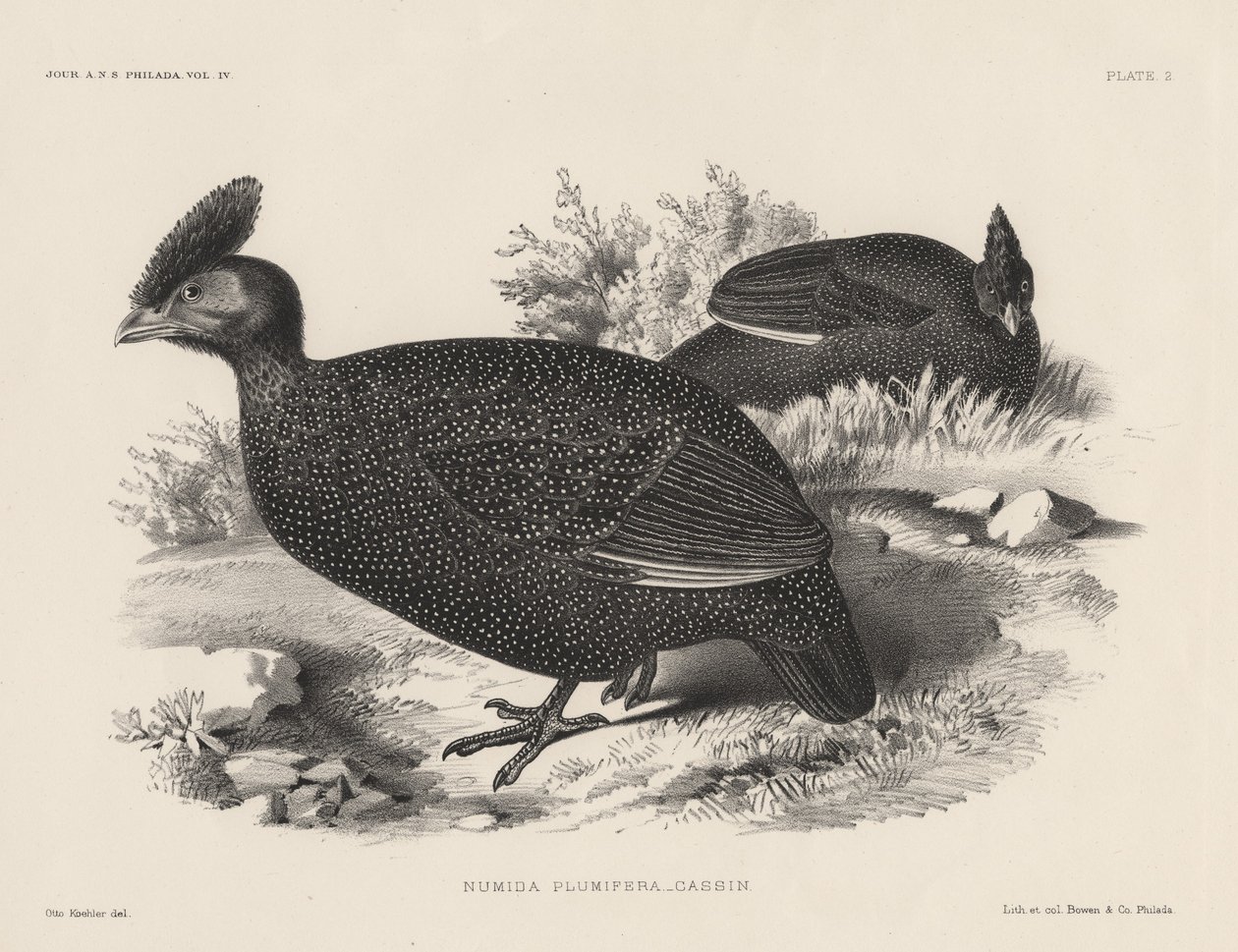 Numida Plumifera ، litho من Bowen and Co. ، 1850 بواسطة أوتو كولر