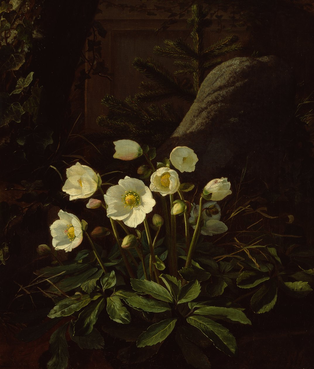 Hellebores in a Rockery (زيت على قماش) بواسطة أوتو ديدريك أوتيسن