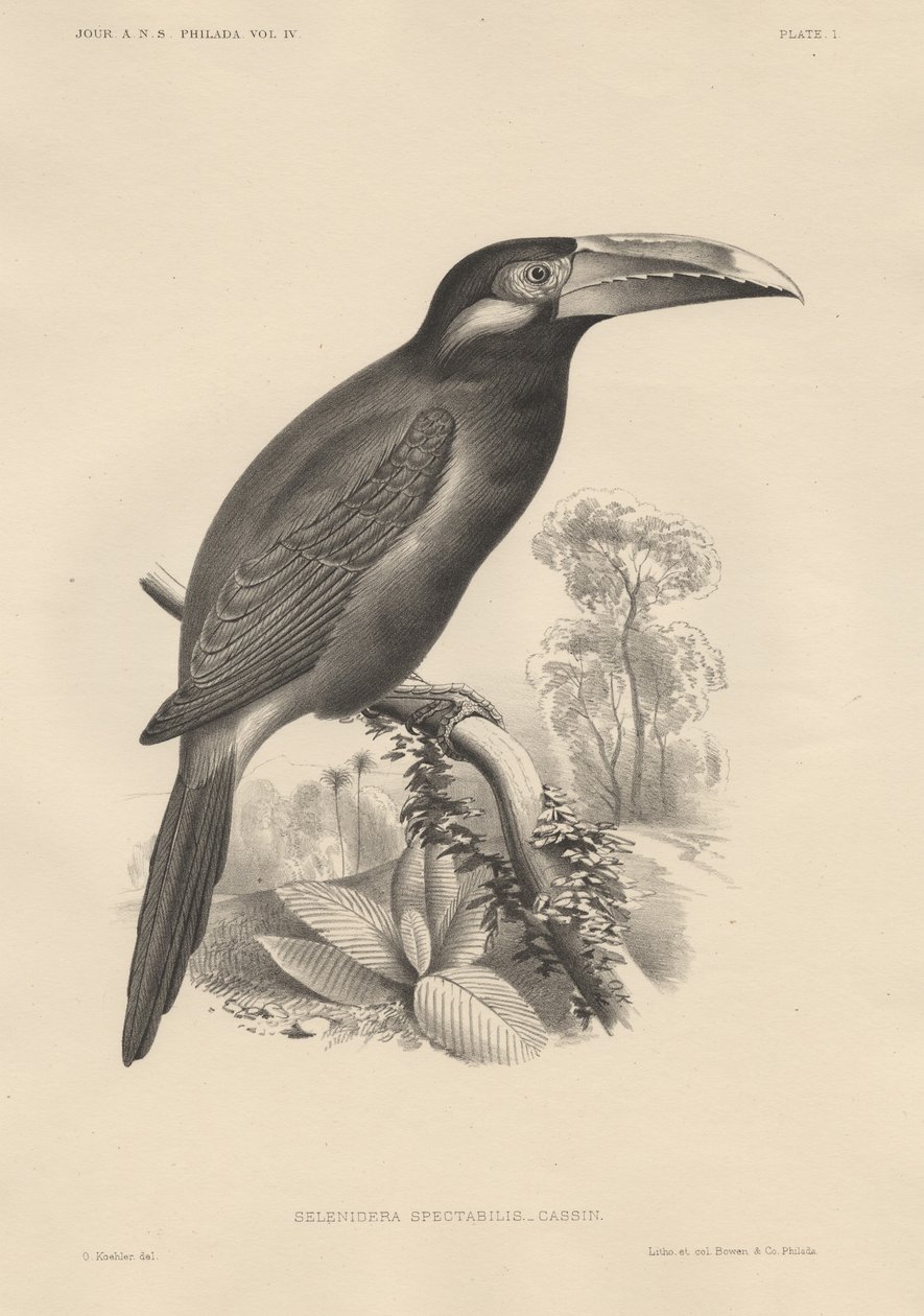Selenidera Spectabilis ، litho من Bowen and Co. ، 1850 بواسطة أوتو كولر