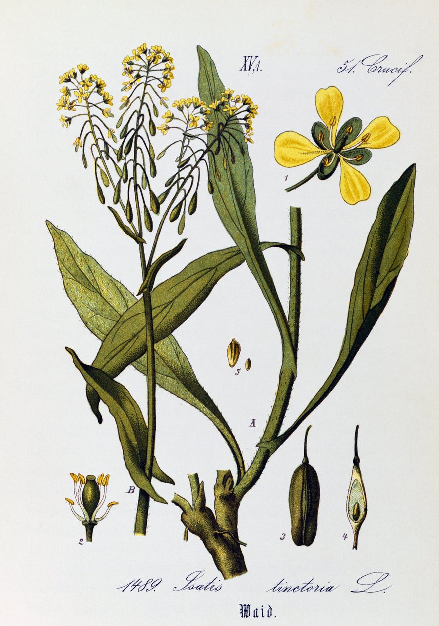 أوراق وفواكه وأزهار Woad أو Glastum (Isatis tinctoria) ، عمل فني لأوتو فيلهلم ثوم (1840-1925) من فلورا فون دويتشلاند ، أوستريتش أوند دير شفايز (فلورا من ألمانيا والنمسا وسويسرا) بواسطة أوتو فيلهلم توماس