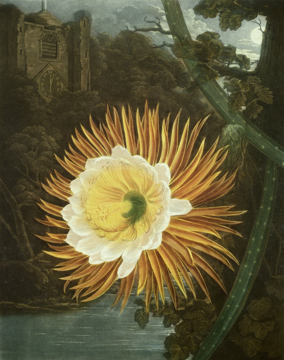 The Night Blowing Cereus أو الصبار المزهر ليلاً ، الذي نقشه Dunkarton ، من "معبد فلورا" بقلم روبرت ثورنتون ، حانة. 1800 بواسطة P. and Pether ، A. Reinagle