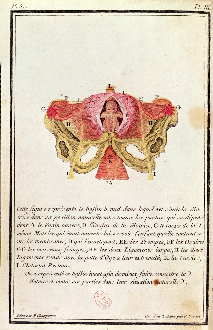 رسم تخطيطي مستعرض للرحم ، من كتاب مدام أنجيليك لو بورسييه دو كودراي (1714-1794) منقوش بواسطة جيه روبرت ، 1783 بواسطة P. شابار