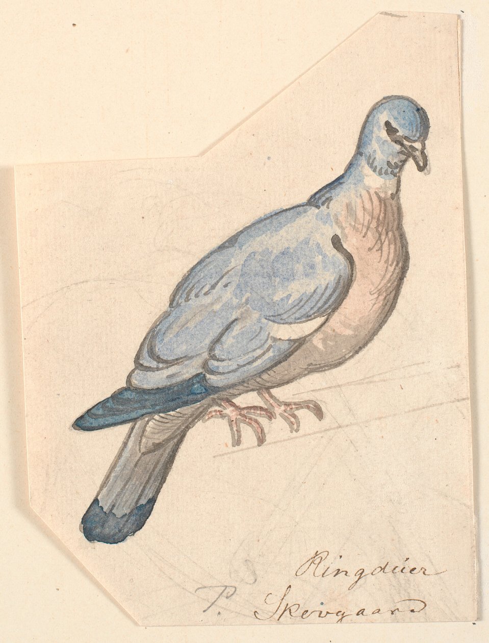 حمامة عصابة. بواسطة PC Skovgaard