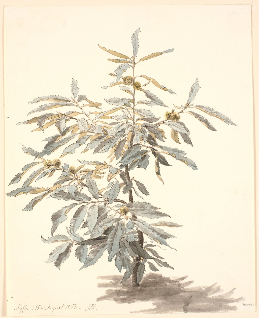 دراسة شجرة كستناء صغيرة بواسطة PC Skovgaard