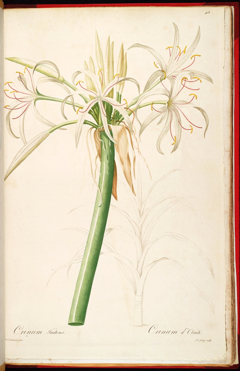 Crinum ssp. كوت بواسطة بيير جوزيف ريدوت