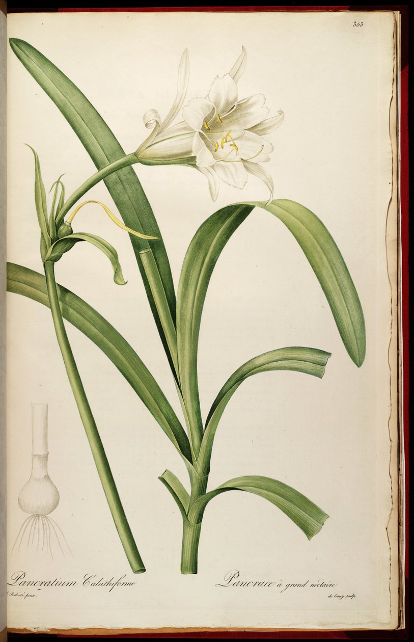 Ismene narcissiflora بواسطة بيير جوزيف ريدوت