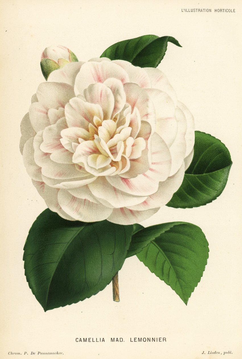 كاميليا هجين ، مدام ليمونير ، كاميليا جابونيكا. Chromolithograph بواسطة P. de Pannemaeker من Jean Linden