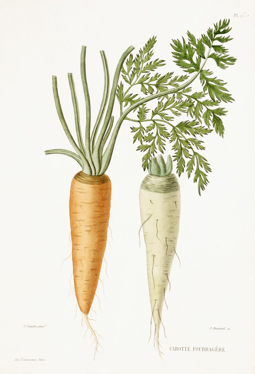 كاروت ، 1857 بواسطة ص ناودين