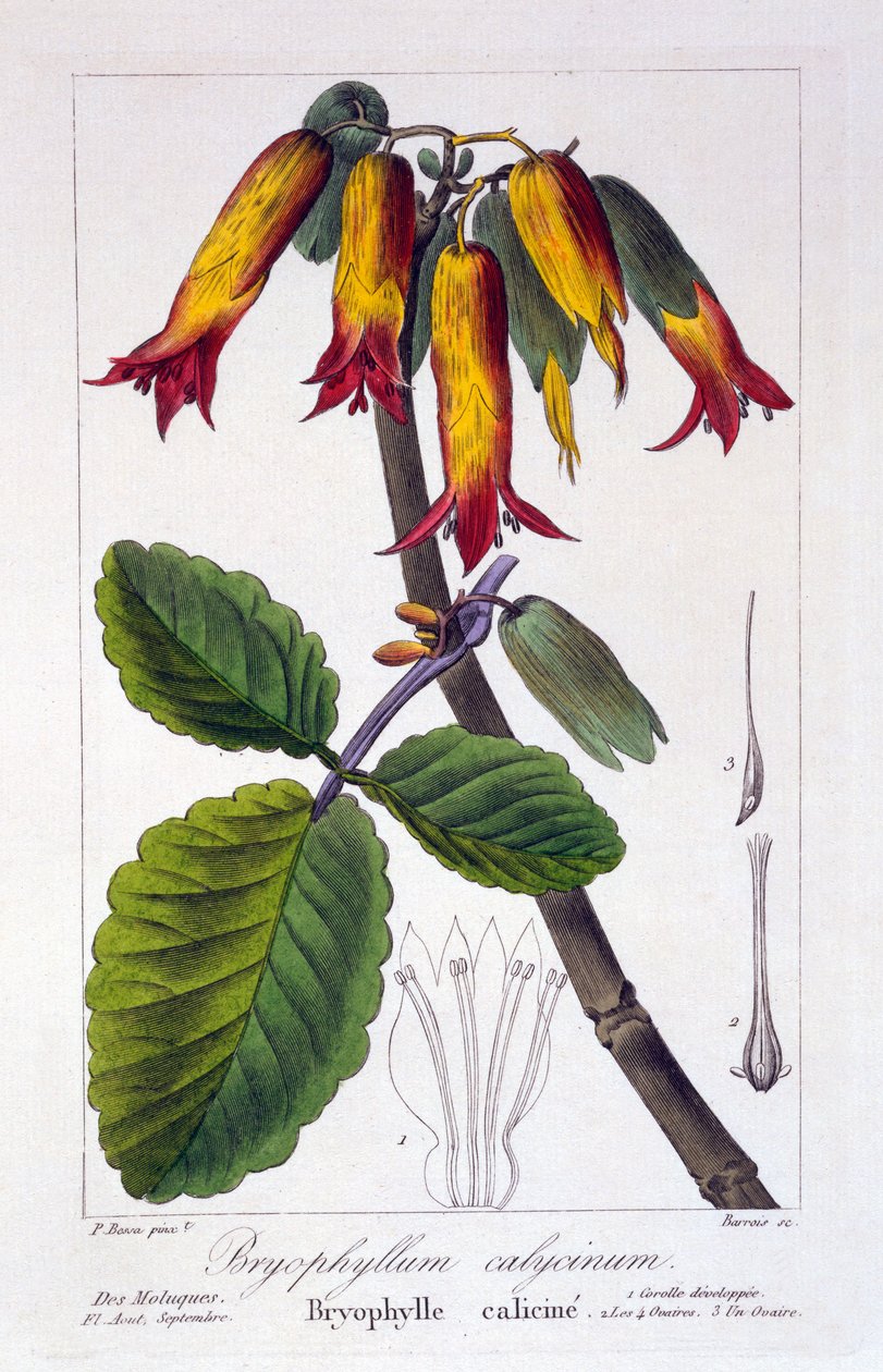 بريوفيلوم كاليسينوم ، حانة. 1836 بواسطة باناكري بيسا