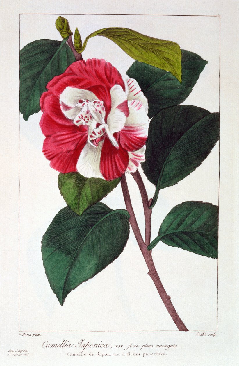 كاميليا جابونيكا ، حانة. 1836. بواسطة باناكري بيسا