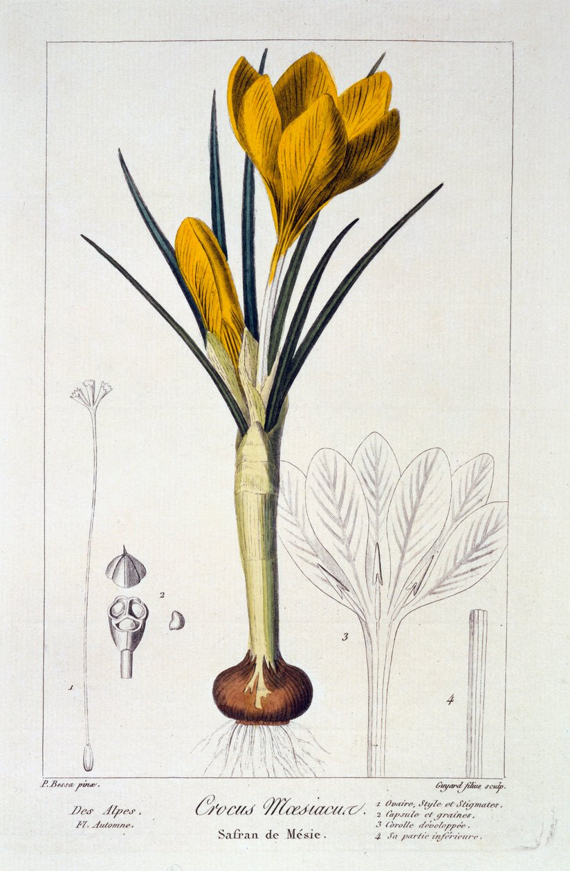Crocus Maesiacus1836. بواسطة باناكري بيسا