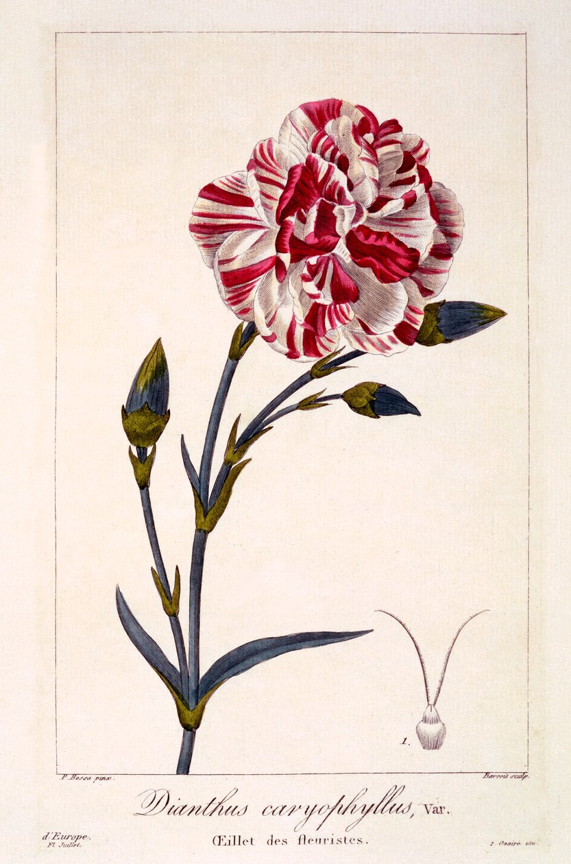 Dianthus caryophyllus ، حانة. 1836. بواسطة باناكري بيسا