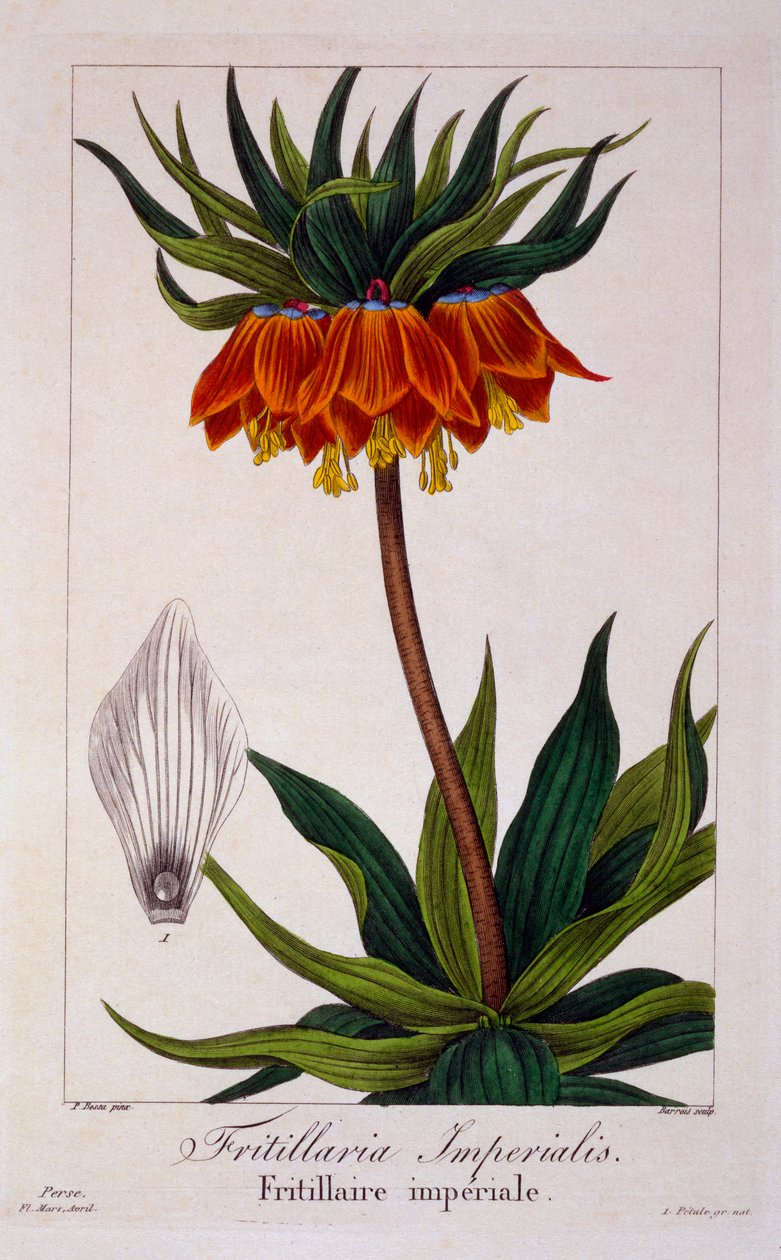 فريتيلاريا إمبرياليس ، حانة. 1836 بواسطة باناكري بيسا