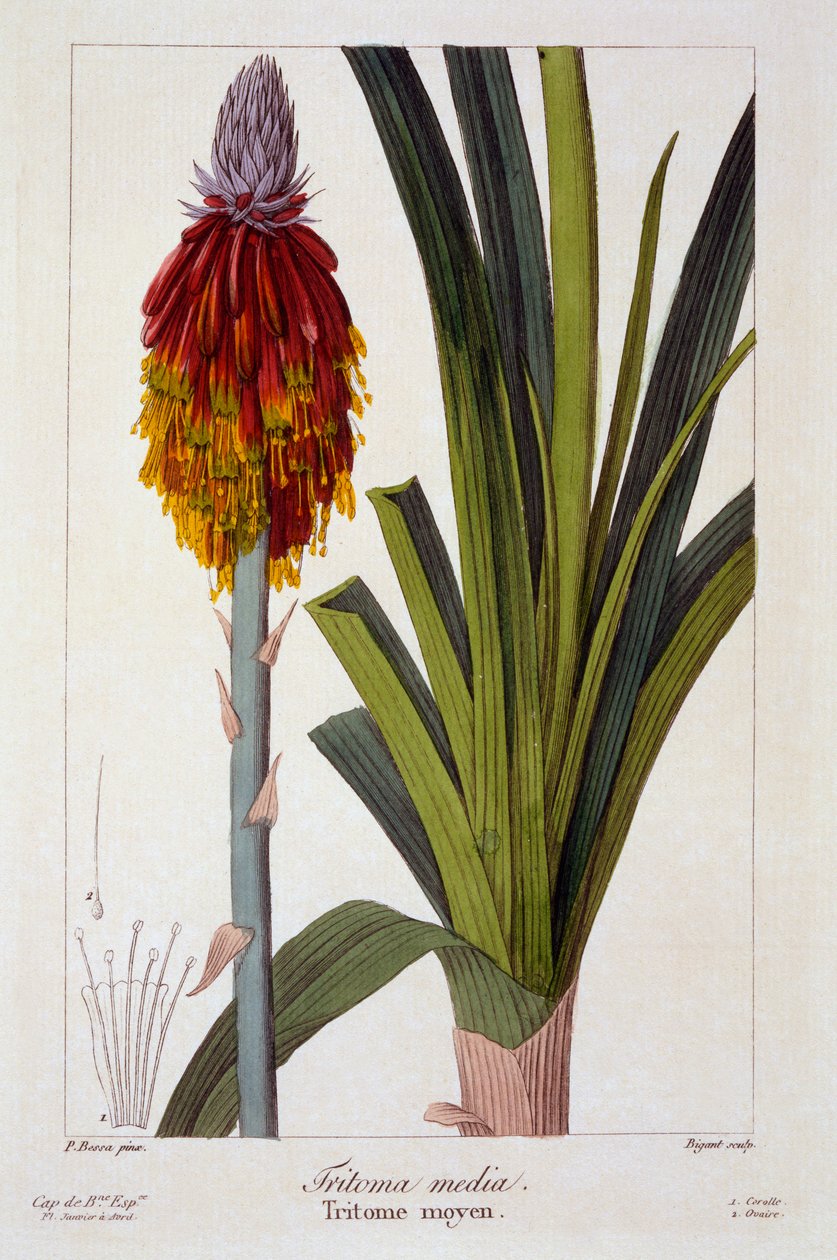 Kniphofia ، حانة. 1836. بواسطة باناكري بيسا