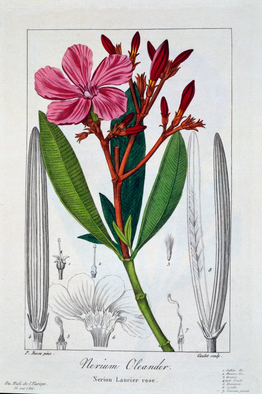 Nerium Oleander ، حانة. 1836. بواسطة باناكري بيسا