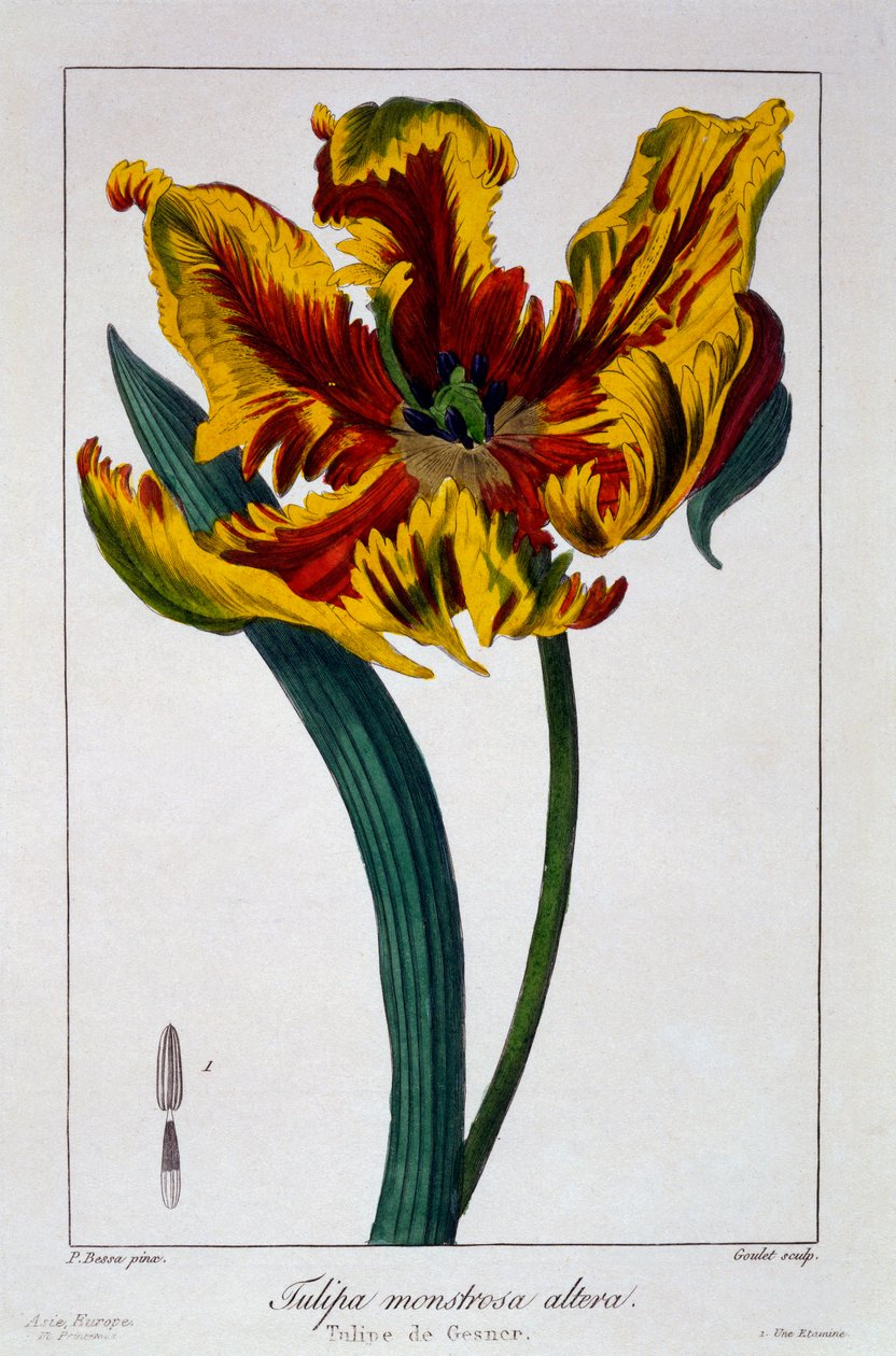 توليب 'Flaming Parrot' ، حانة. 1836. بواسطة باناكري بيسا
