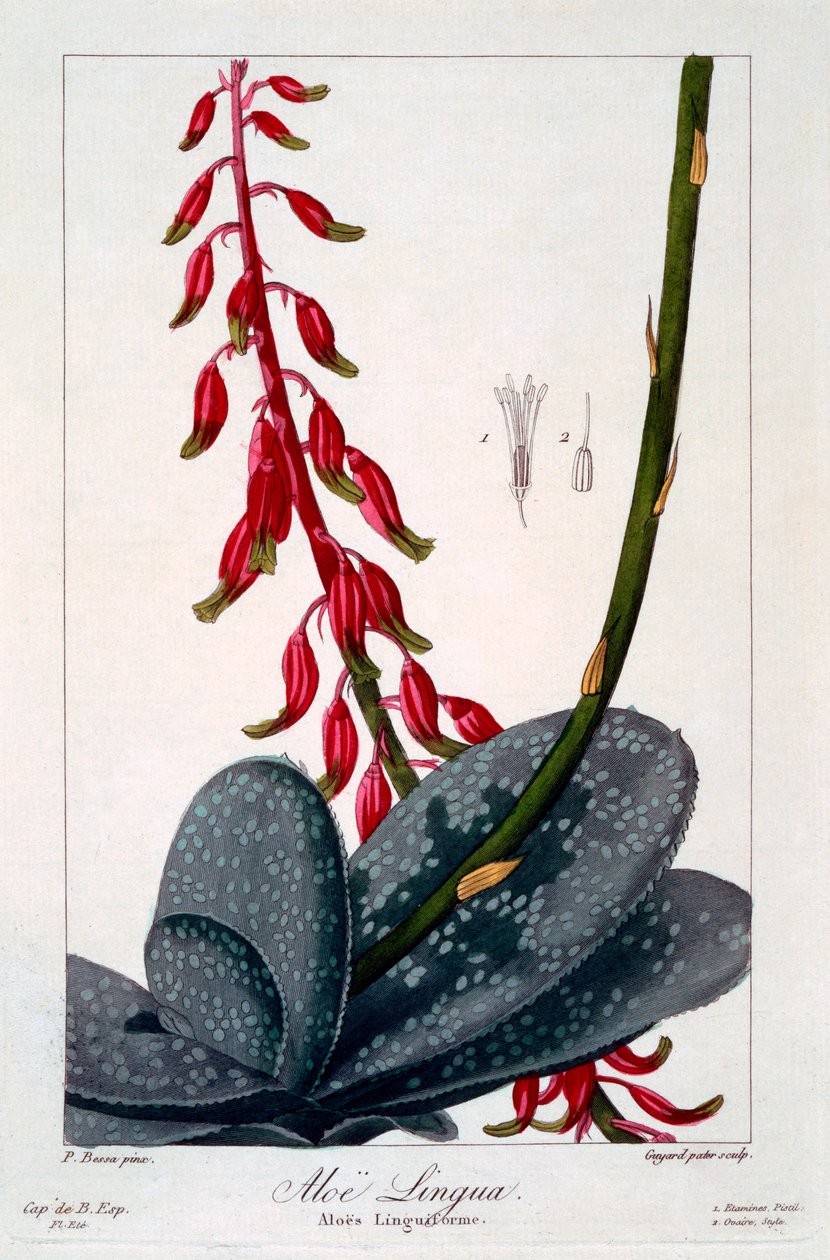 الألوة لينغوا ، 1836 (نقش يدوي) بواسطة Pancrace Bessa