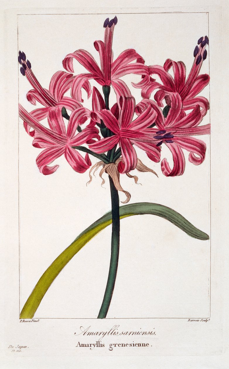 Amaryllis sarniensis ، 1836 (نقش يدوي) بواسطة Pancrace Bessa