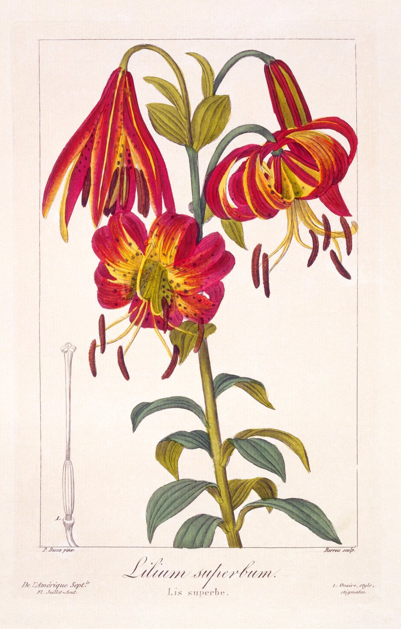 American Turkscap Lily ، 1836 (نقش يدوي) بواسطة Pancrace Bessa