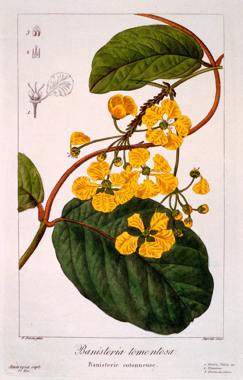 بانيستريا تومينتوسا ، 1836 (نقش يدوي) بواسطة Pancrace Bessa