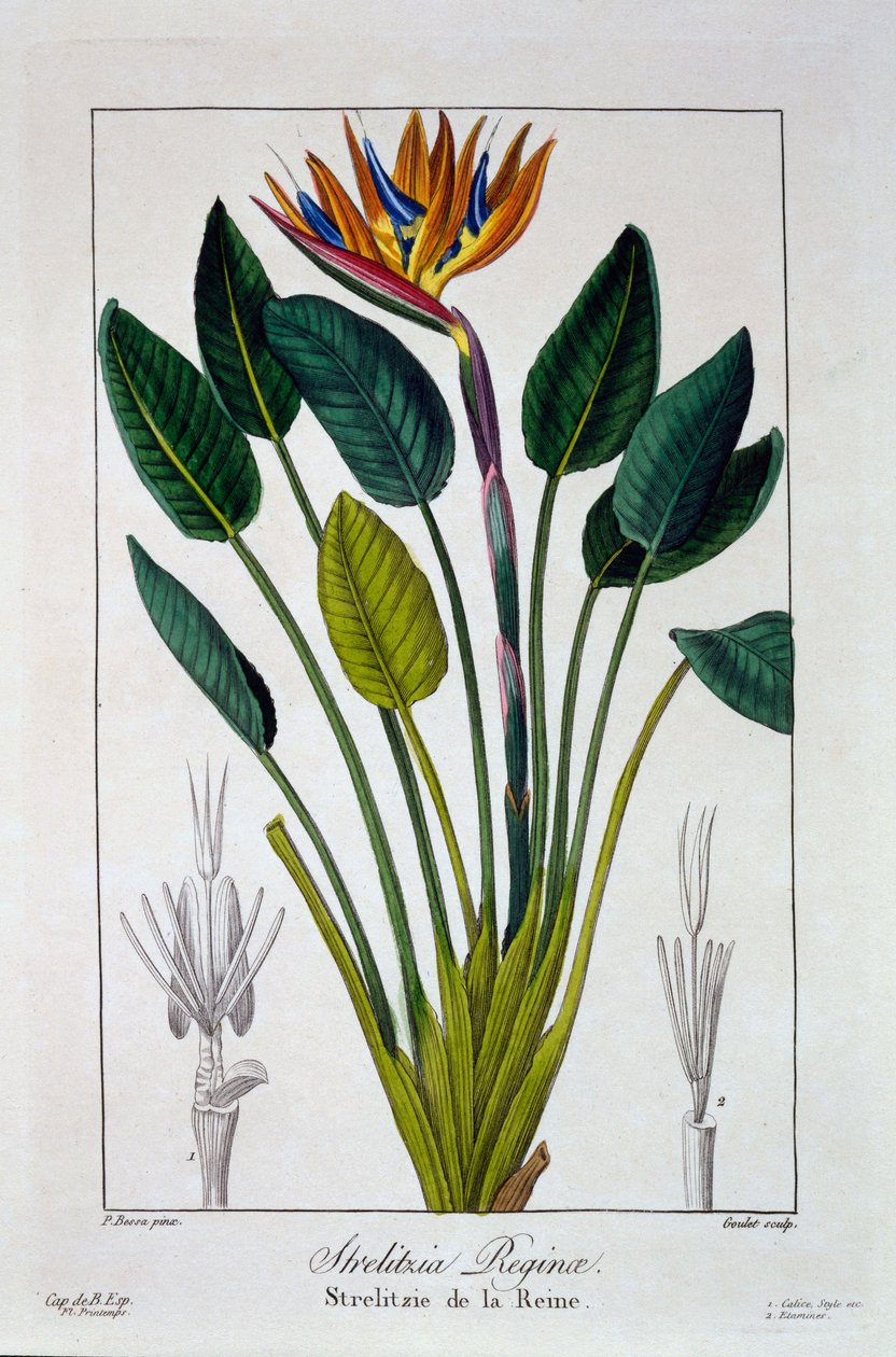 طائر الجنة ، أو زهرة الرافعة ، 1836 (نقش يدوي) بواسطة Pancrace Bessa