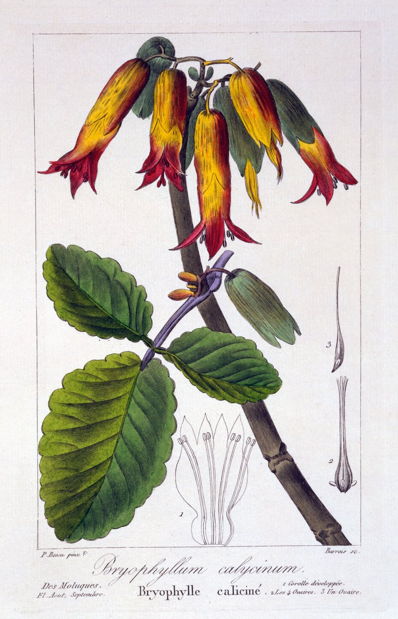 Bryophyllum calycinum ، أو Kalanchoe pinnata ، 1836 (نقش يدوي اللون) بواسطة Pancrace Bessa