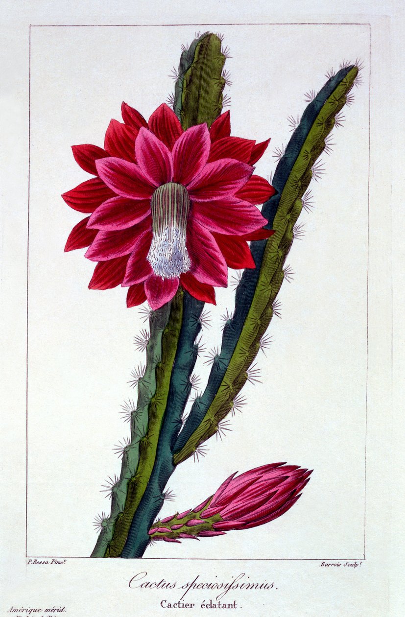 صبار ، 1836 (نقش يدوي) بواسطة Pancrace Bessa
