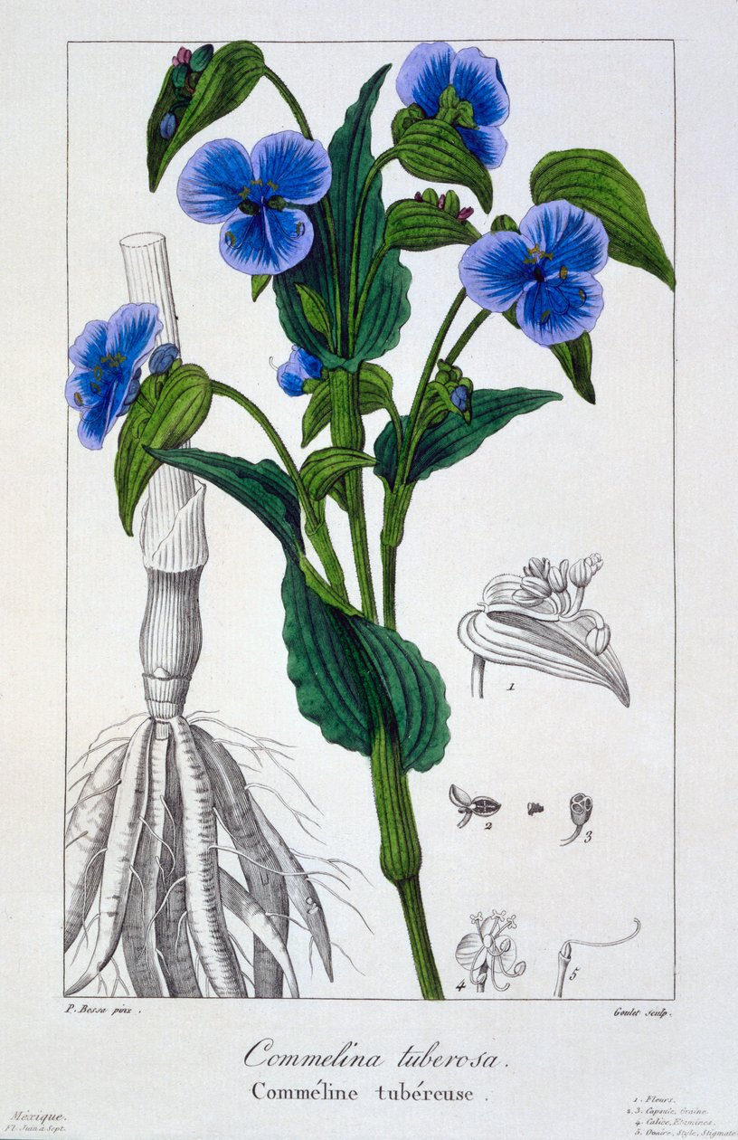 Commelina tuberosa ، 1836 (نقش يدوي) بواسطة Pancrace Bessa