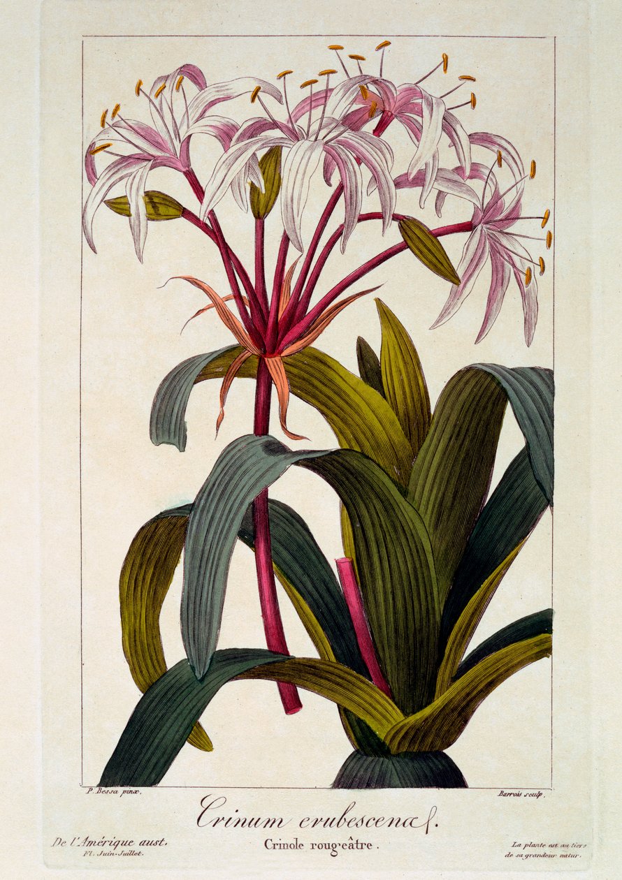 احمرار كروسين ، 1836 (نقش يدوي) بواسطة Pancrace Bessa