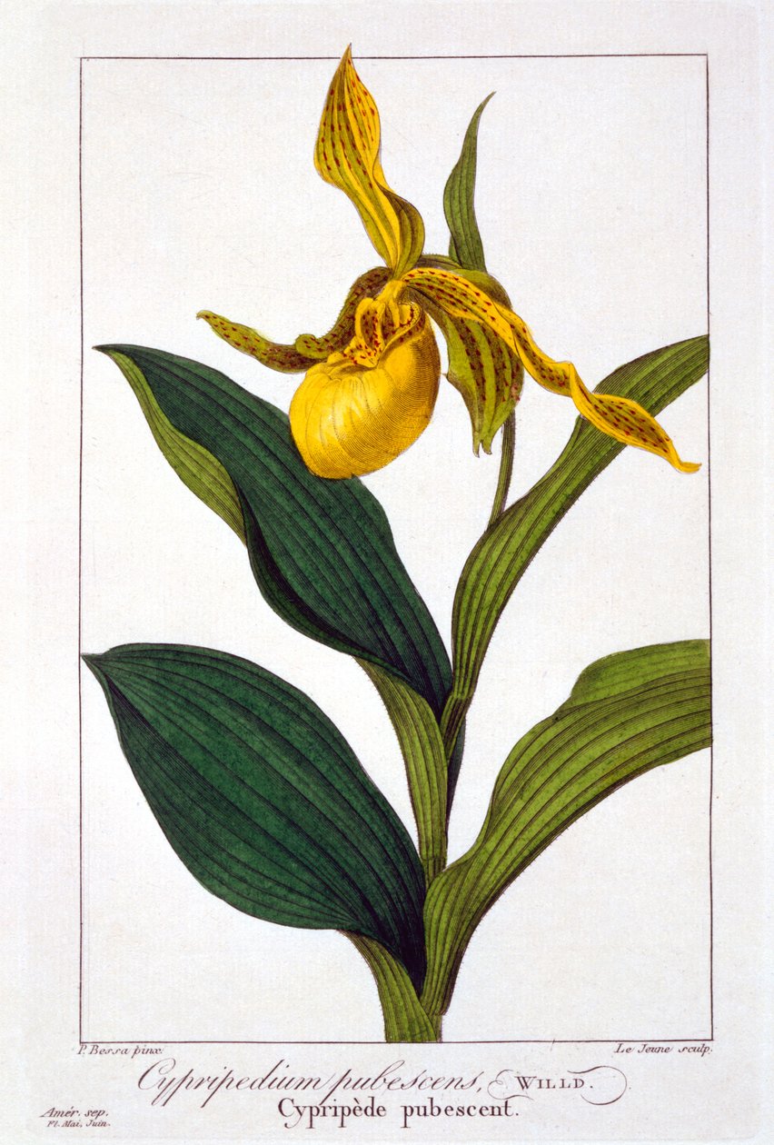 سيبريبيديوم ، 1836 (نقش يدوي) بواسطة Pancrace Bessa