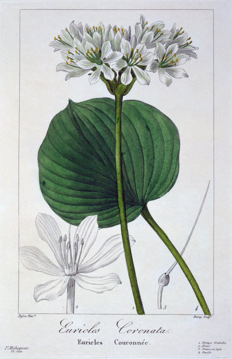 Euricles coronata ، 1836 (نقش يدوي) بواسطة Pancrace Bessa