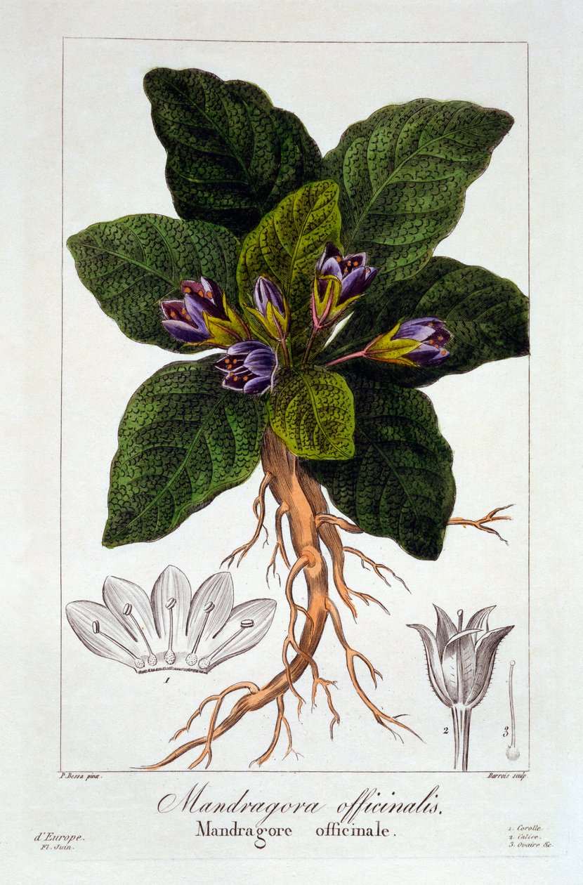 Mandragora officinarum ، 1836 (نقش يدوي) بواسطة Pancrace Bessa