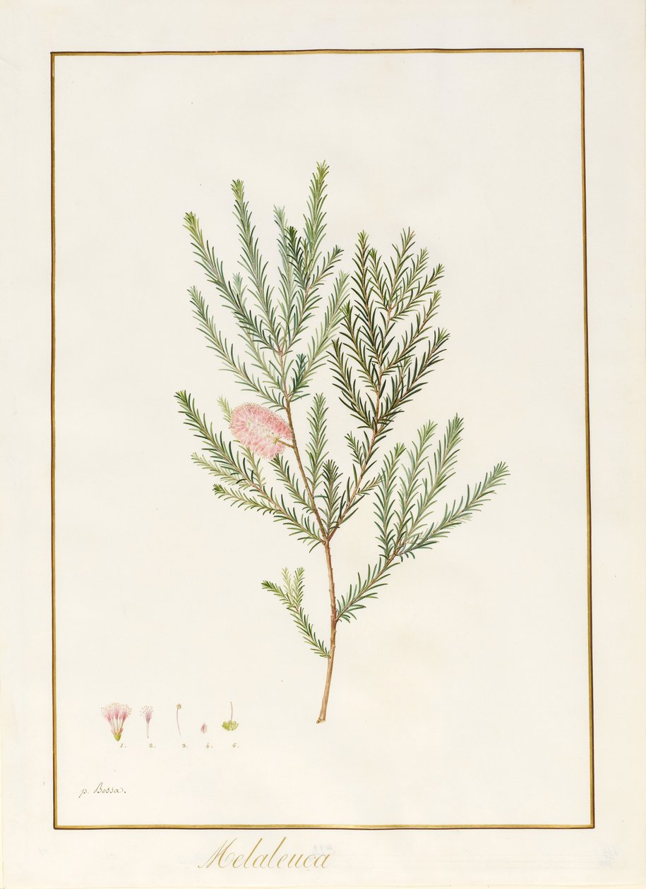 Melaleuca ، بما في ذلك Five Studies of the Bloom (wc und bodycolour on vellum) بواسطة Pancrace Bessa