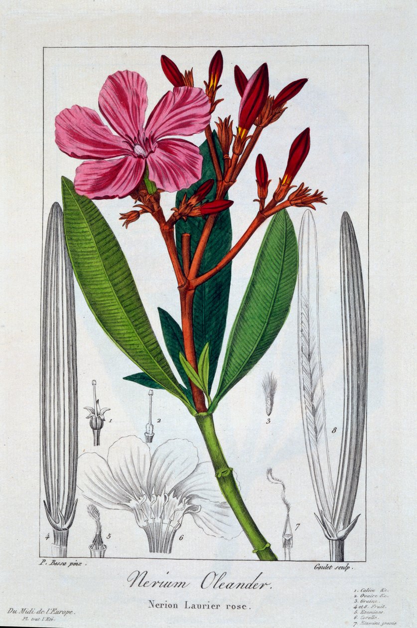 نيريوم الدفلى 1836 (نقش يدوي) بواسطة Pancrace Bessa