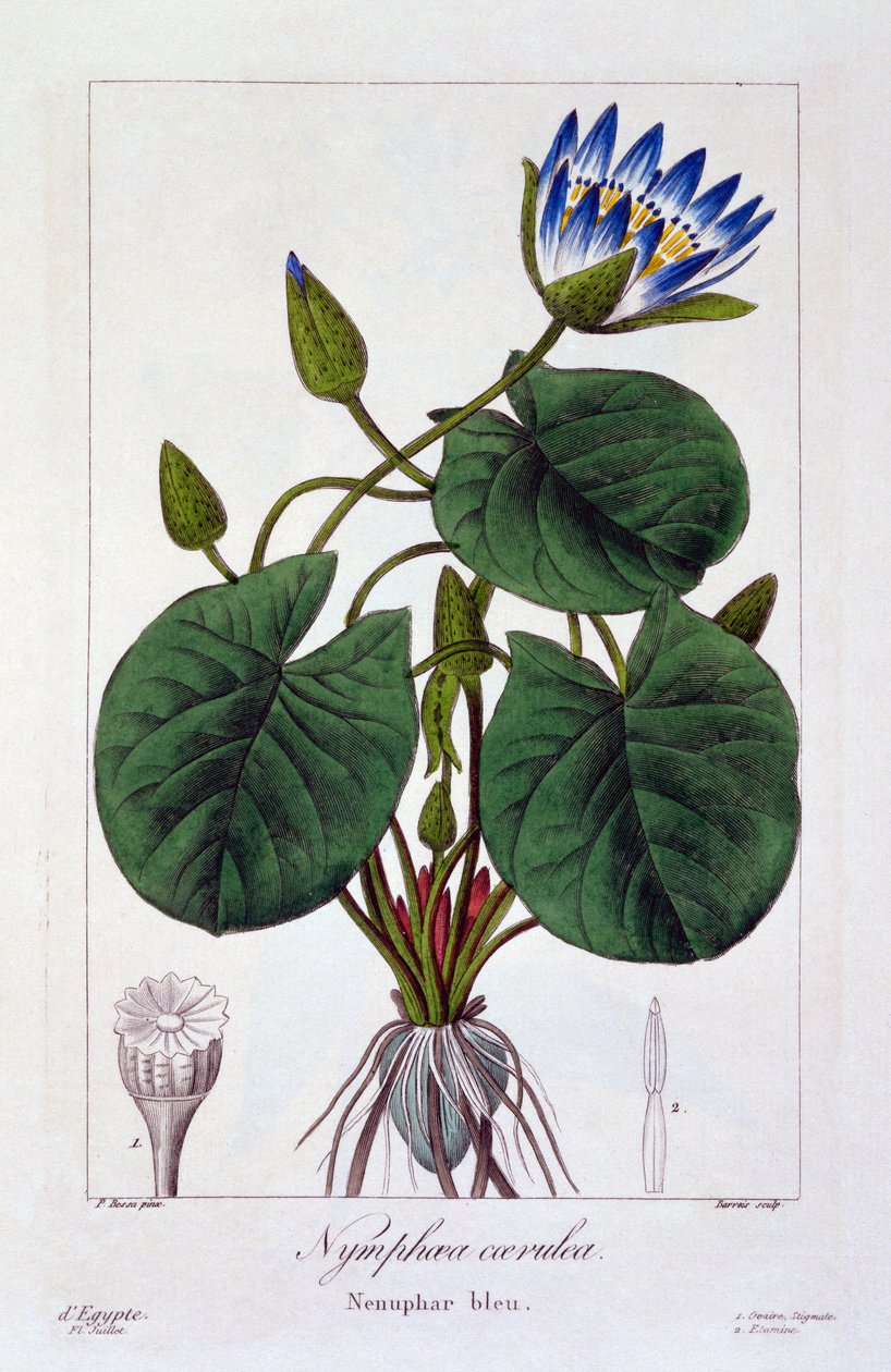 Nymphaea caerulea ، 1836 (نقش يدوي) بواسطة Pancrace Bessa