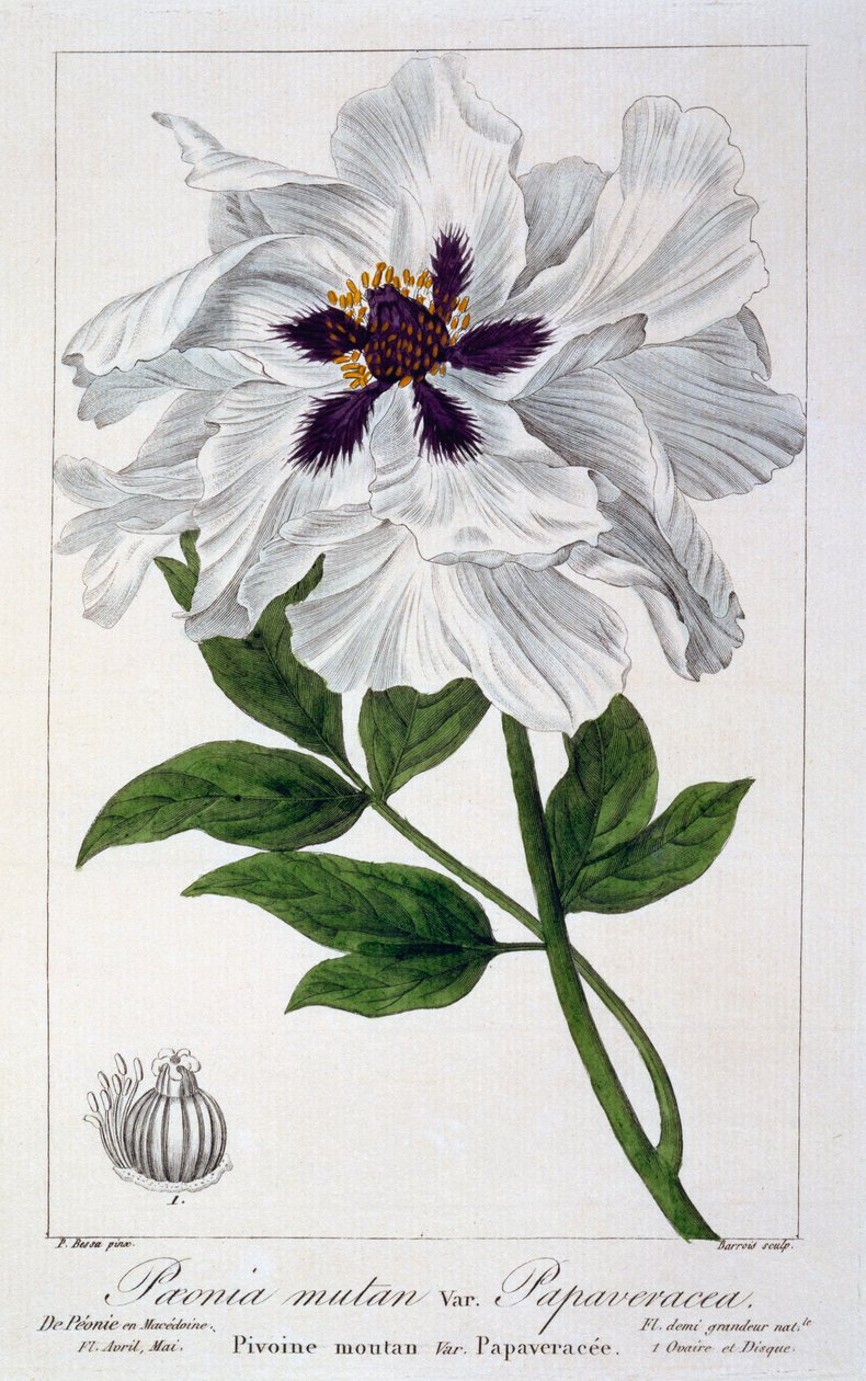 Paeonia supruticosa ، 1836 (نقش يدوي) بواسطة Pancrace Bessa