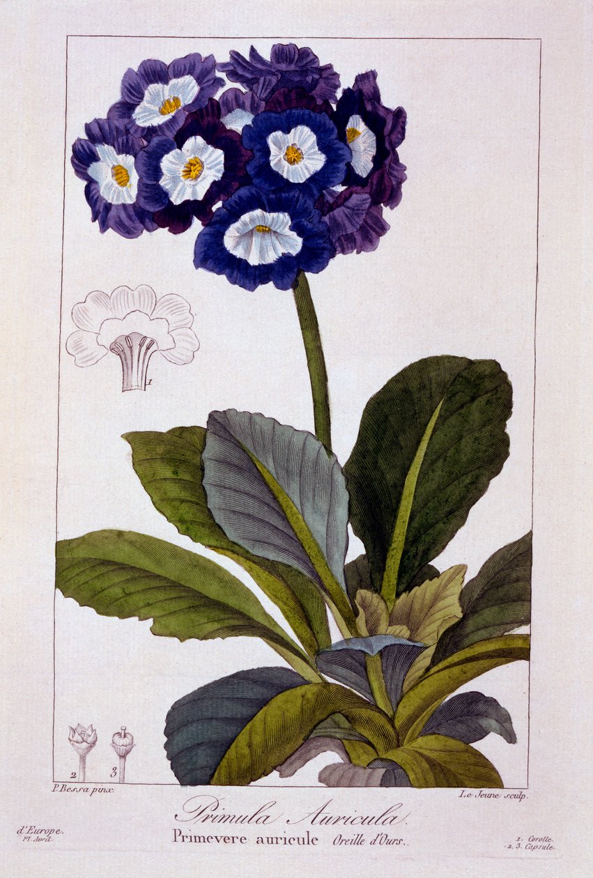 Primula auricula ، 1836 (نقش يدوي) بواسطة Pancrace Bessa