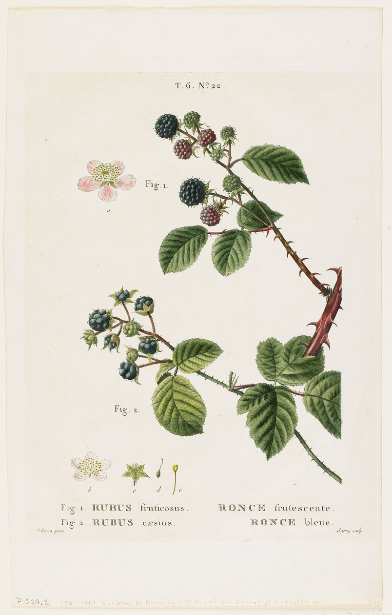 نكتة Frutescent. رونس بلو ، من Traites des Arbres et Fruitiers ، 1801-1919 (نقش الخط) بواسطة Pancrace Bessa