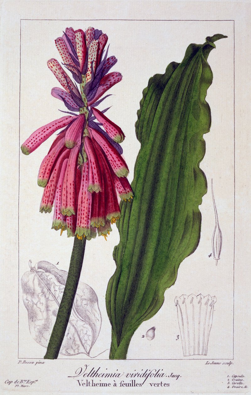 Veltheimia viridifolia ، 1836 (نقش يدوي) بواسطة Pancrace Bessa