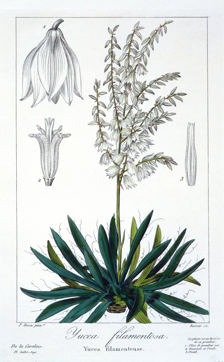 Yucca filamentosa ، 1836 (نقش يدوي) بواسطة Pancrace Bessa