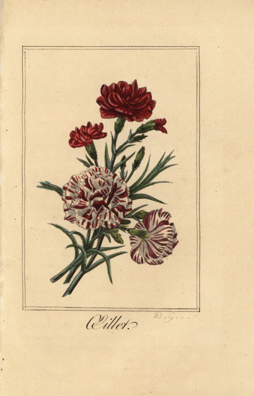 قرنفل أو قرنفل قرنفل ، زيت ، Dianthus caryophyllus بواسطة بانكريس (بعد) بيسا