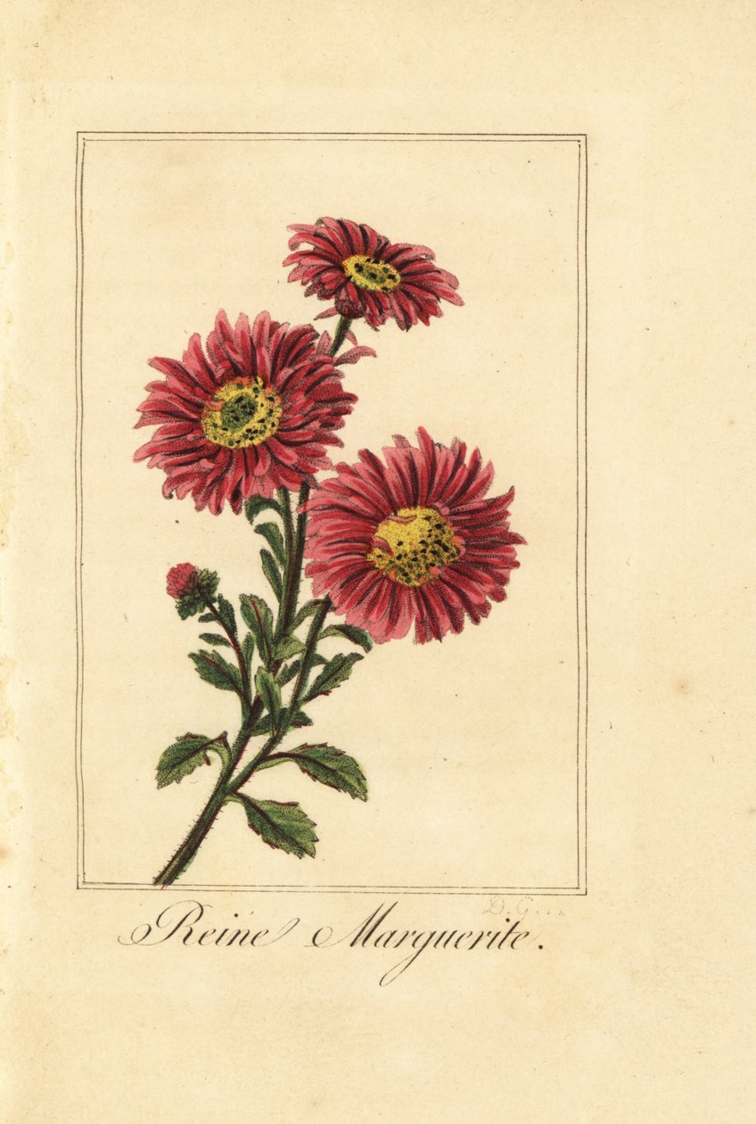 الصين أستر ، رين مارغريت ، Callistephus chinensis بواسطة بانكريس (بعد) بيسا