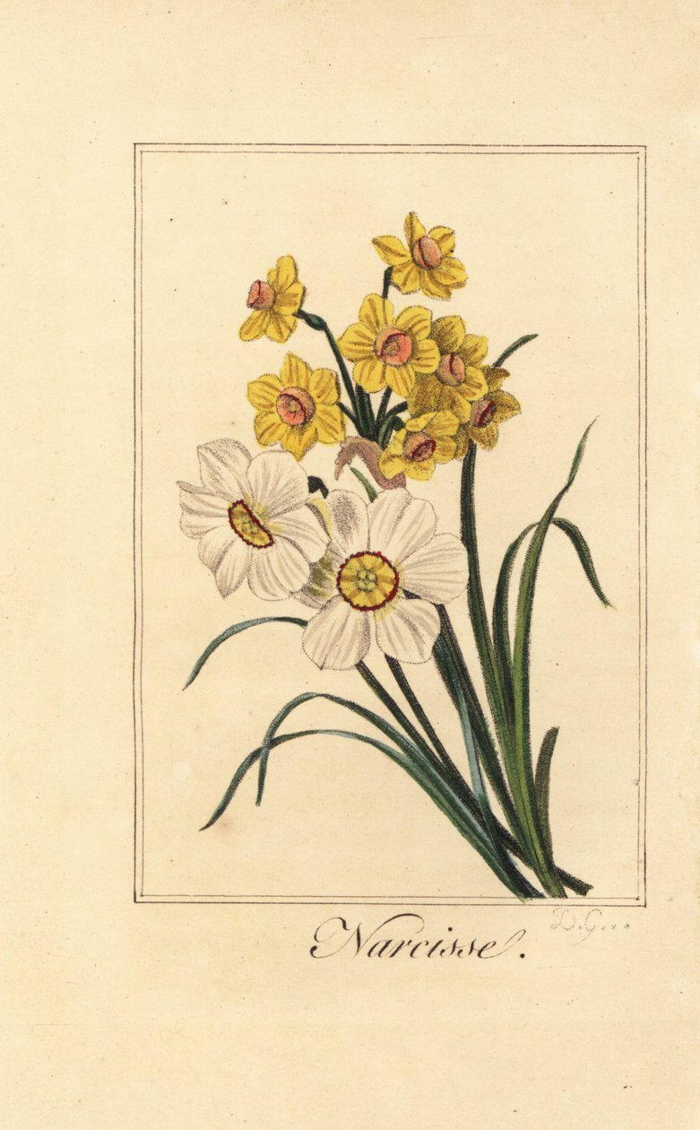 Daffodil varieites, Narcisse, Narcissus poeticus and Narcissus pseudonarcissus بواسطة بانكريس (بعد) بيسا